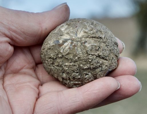minfossil2_514x397